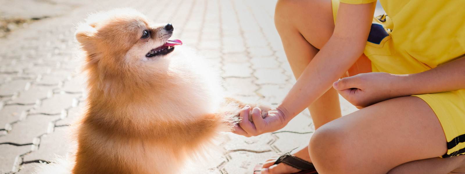 Best Dog Food In New Zealand