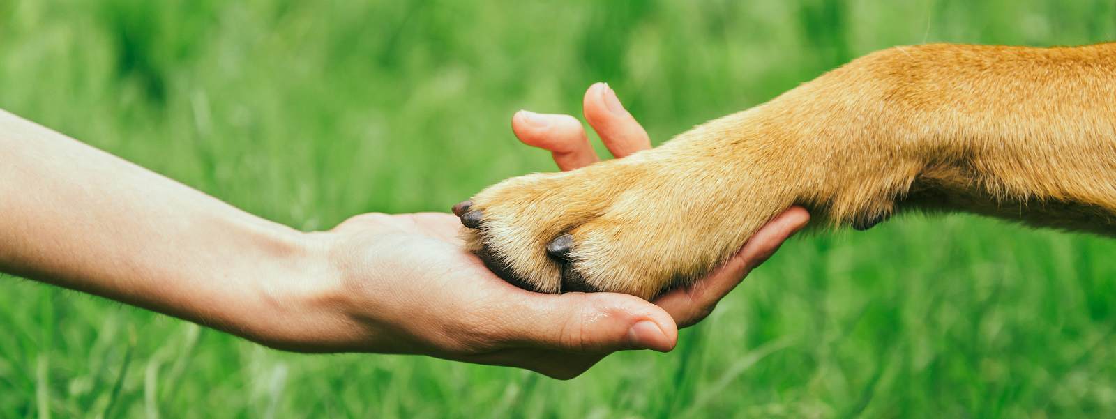 Natural Dog Food In New Zealand